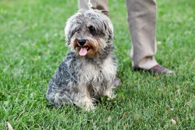 Funny active mini schnauzer in nature