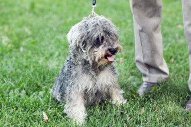 Funny active mini schnauzer in nature