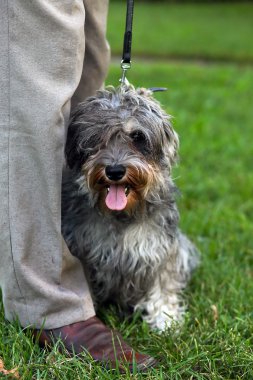 Funny active mini schnauzer in nature