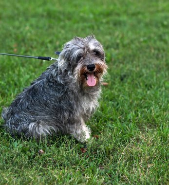 Funny active mini schnauzer in nature