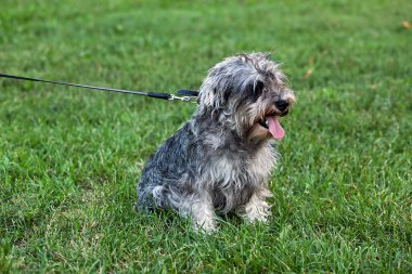 Funny active mini schnauzer in nature