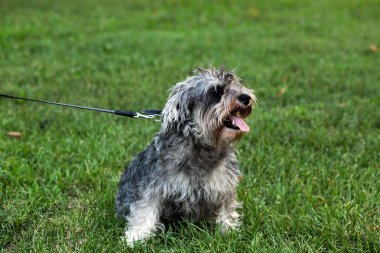 Funny active mini schnauzer in nature