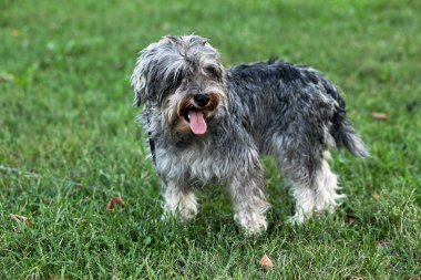 Funny active mini schnauzer in nature