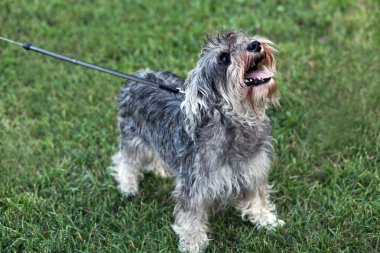 Funny active mini schnauzer in nature