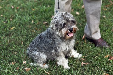 Funny active mini schnauzer in nature