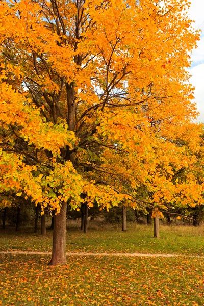 Krásný podzimní strom v parku — Stock fotografie