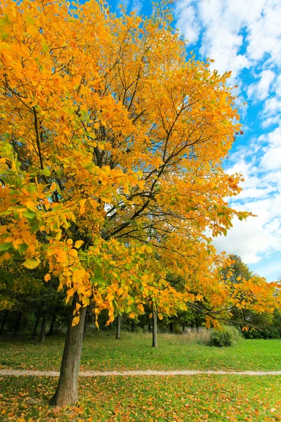 Schöner herbstlicher Baum im Park — Stockfoto