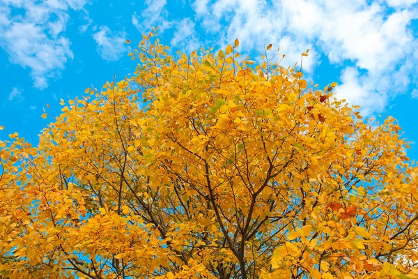 Vivid autumnal leafage over blue sky — Stock Photo, Image