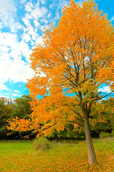 Żywe jesienny liść nad niebieski niebo — Zdjęcie stockowe