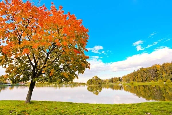 Красочное дерево у реки — стоковое фото
