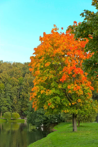 Färgglada träd nära floden — Stockfoto