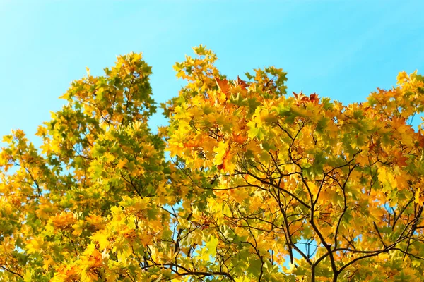 Lebendige Herbstblätter über blauem Himmel — Stockfoto