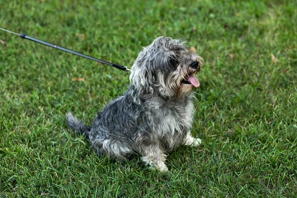 stock image Funny active mini schnauzer in nature