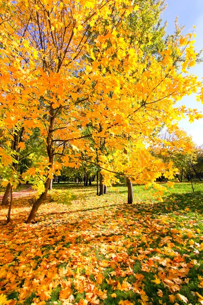 晴れた日の美しいカラフルな秋の公園 — ストック写真