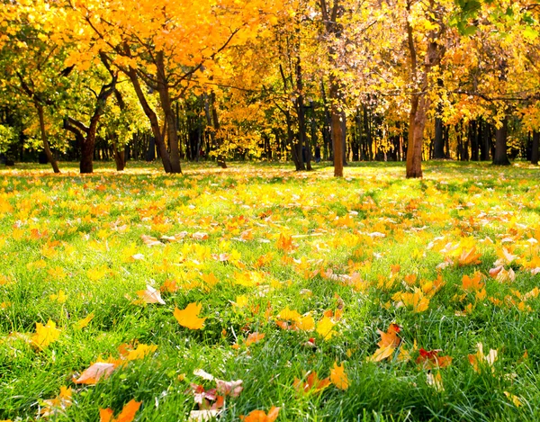 Beautiful colorful autumn park in sunny day — Stock Photo, Image