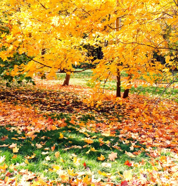Krásné barevné podzimní park v slunečný den — Stock fotografie