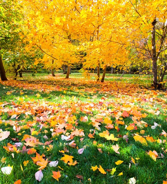 Vacker färgglad höst park i solig dag — Stockfoto