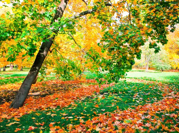 Színes őszi erdőben — Stock Fotó