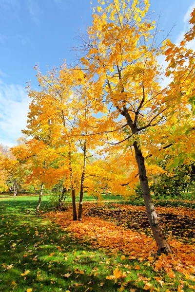 色鮮やかな紅葉の森 — ストック写真
