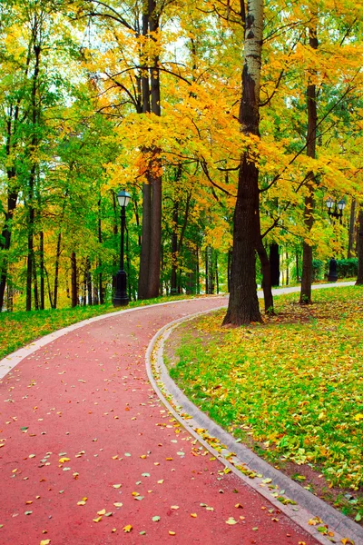 Kleurrijke herfst bos — Stockfoto