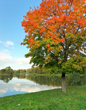 Reddish wood near beautiful lake with green grassy banks clipart