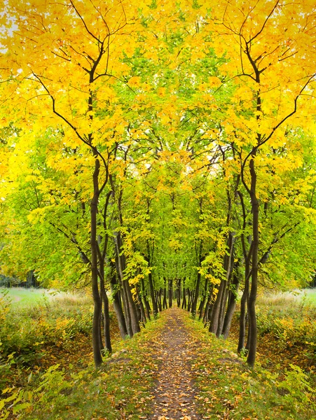 Piękny jesienny Las — Zdjęcie stockowe