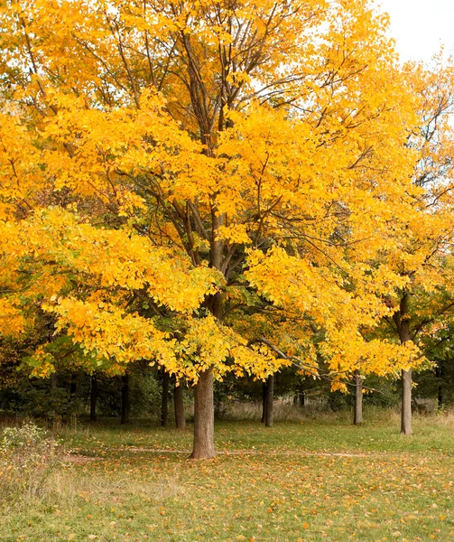 Bela árvore outonal no parque — Fotografia de Stock