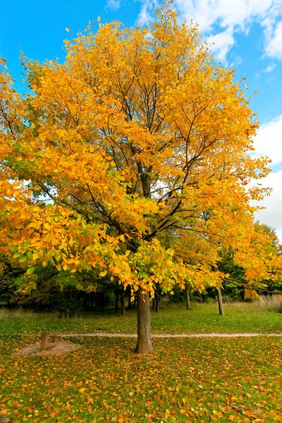 Árvore colorida sobre céu azul outono — Fotografia de Stock