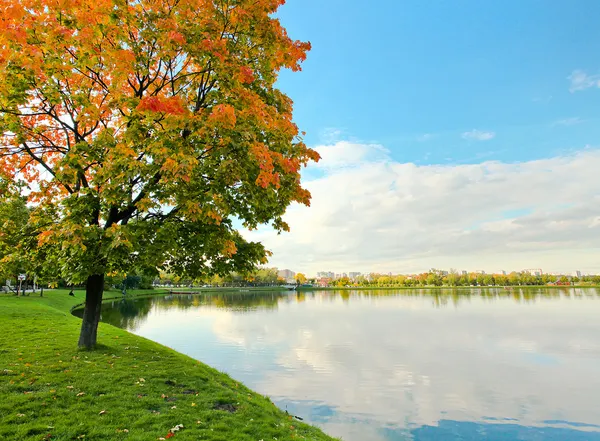 Árbol colorido cerca del río — Foto de Stock