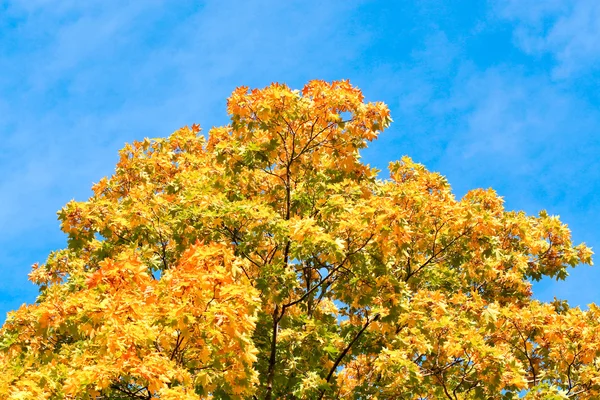 Levande höstliga leafage under blå himmel — Stockfoto