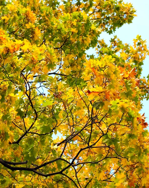 Cores de outono — Fotografia de Stock