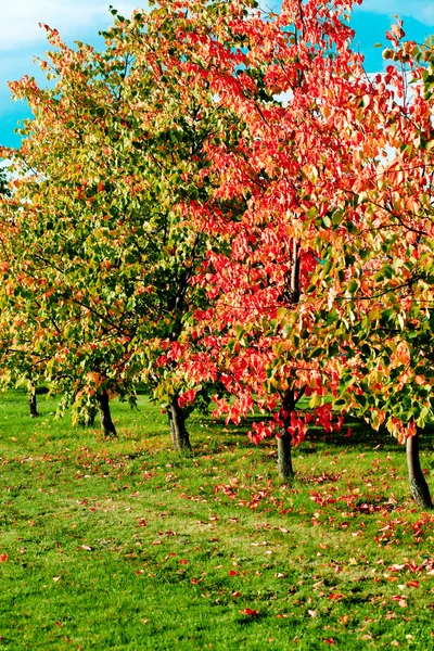 Żywe jesienny liść nad niebieski niebo — Zdjęcie stockowe