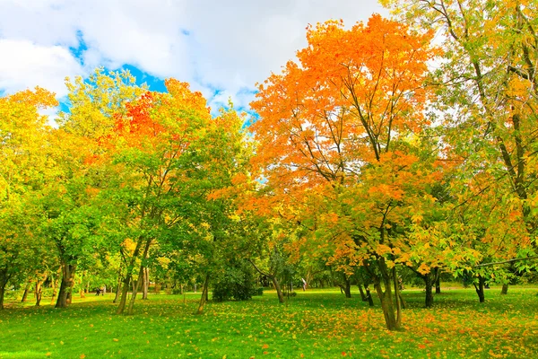 Mooie herfst bos — Stockfoto
