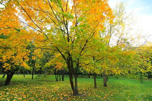 美丽的秋季森林 — 图库照片