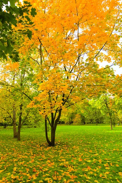 美しい紅葉の森 — ストック写真