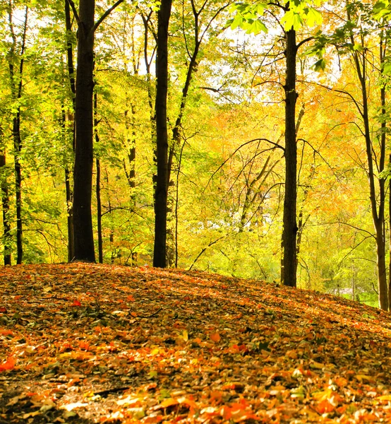 Gyönyörű őszi erdőben — Stock Fotó
