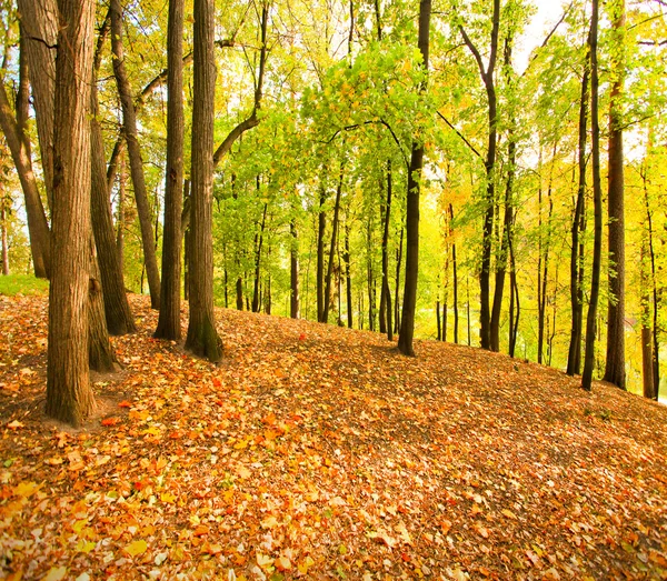 Beautiful autumnal forest — Stock Photo, Image