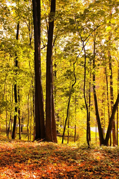 Gyönyörű őszi erdőben — Stock Fotó