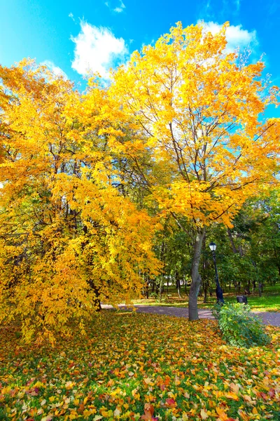 美丽多彩的秋天公园在阳光灿烂的日子 — 图库照片