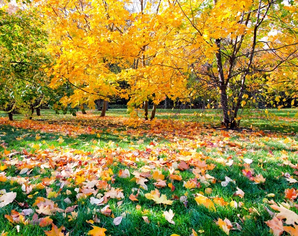 Colorful autumnal forest — Stock Photo, Image