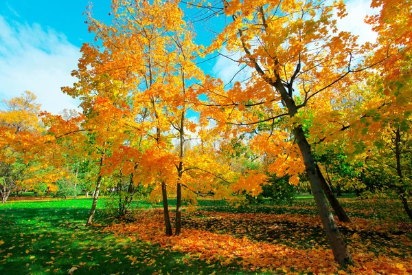 Цветные осенние леса — стоковое фото