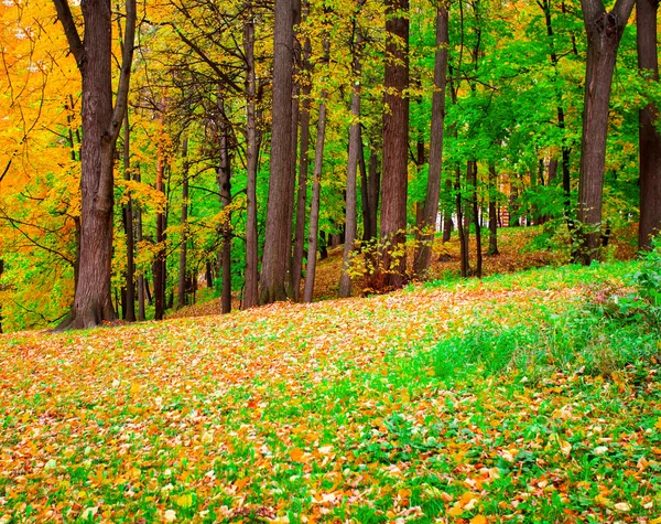 Πολύχρωμο φθινοπωρινό δάσος — Φωτογραφία Αρχείου