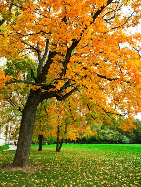 色鮮やかな紅葉の森 — ストック写真