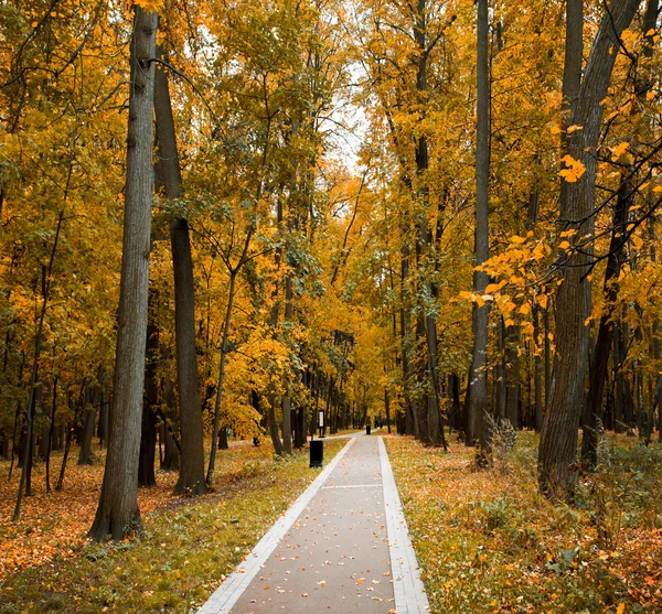 Kolorowe jesienny Las — Zdjęcie stockowe