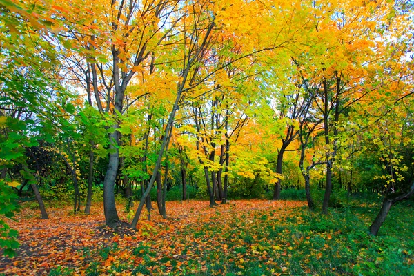 Floresta outonal colorida — Fotografia de Stock
