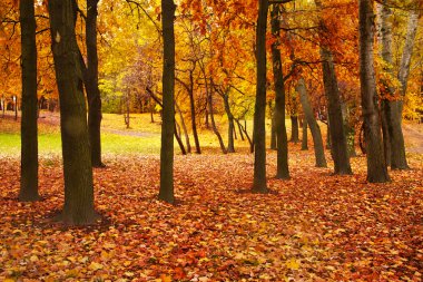 Autumn forest clipart