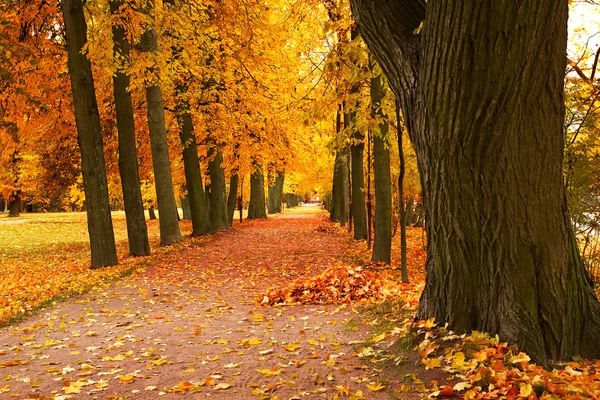 Beco de outono no parque — Fotografia de Stock