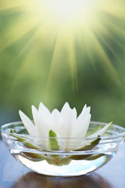 White water lilly — Stock Photo, Image