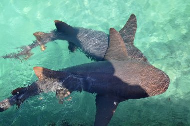 Nurse Shark swimming in caribbean sea clipart