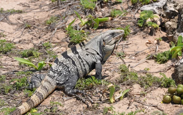 Iguana in the wild nature. Mexico — Stock Photo, Image
